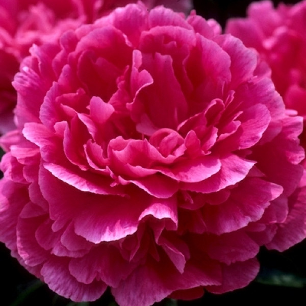 Magenta Moon