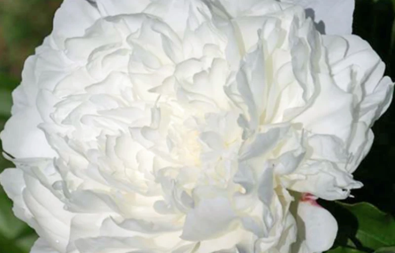 Mrs. Frank Beach на Пулков Сад