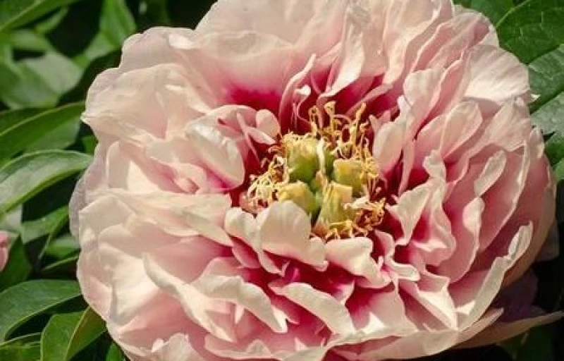 Oochigeas на Пулков Сад