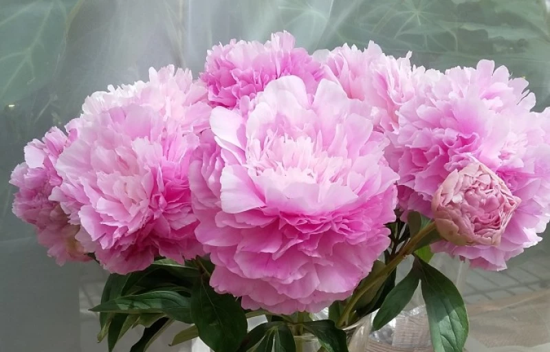 Pink Parfait на Пулков Сад