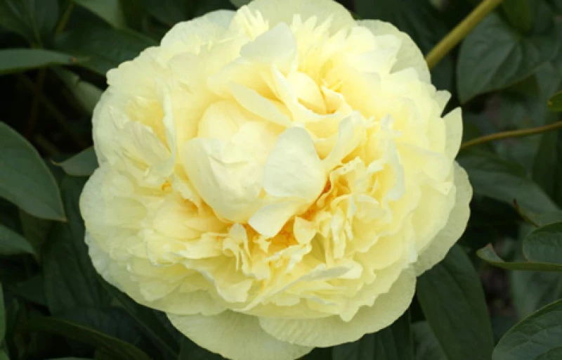 Seidl's Super на Пулков Сад