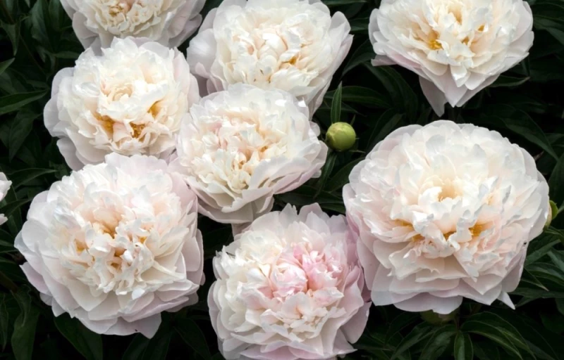 Serene Pastel на Пулков Сад