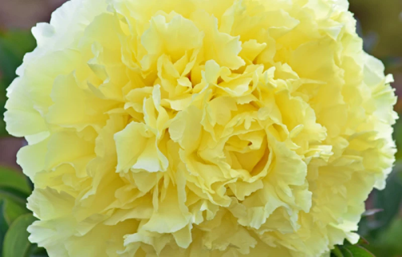 Sonoma Halo на Пулков Сад