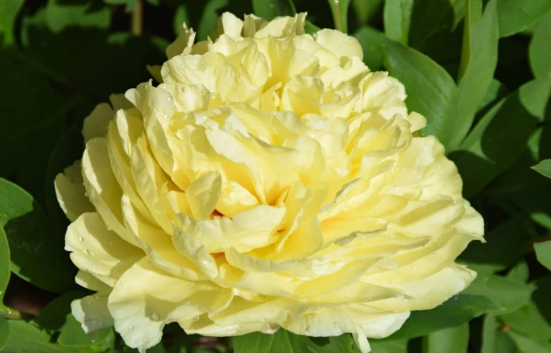 Sonoma Yedo на Пулков Сад