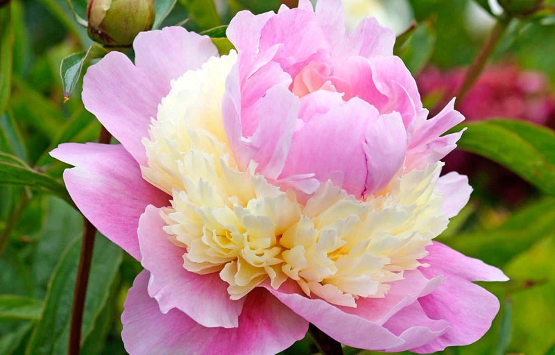 Sorbet на Пулков Сад