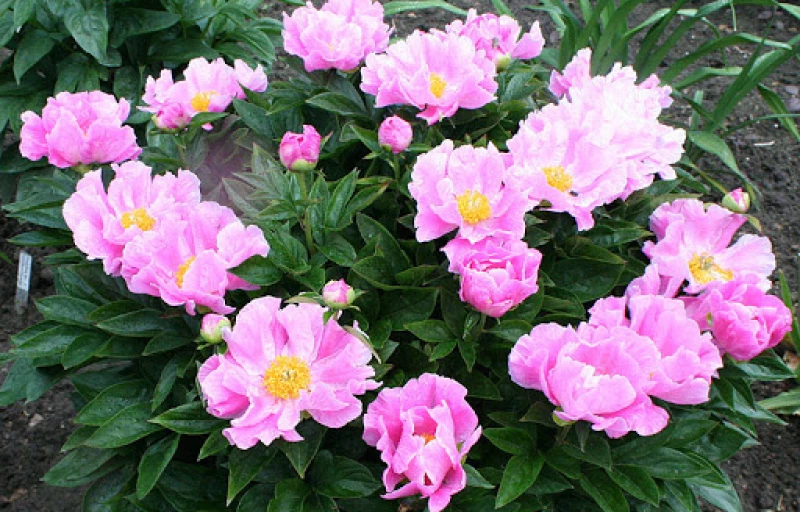 Terrific Gal на Пулков Сад