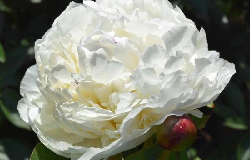 Walla Walla на Пулков Сад