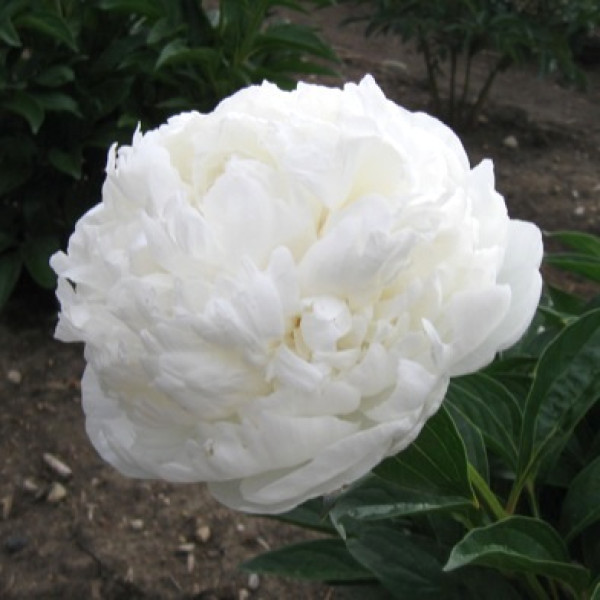 White Sarah Bernhardt