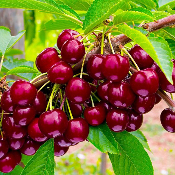 Овстуженка