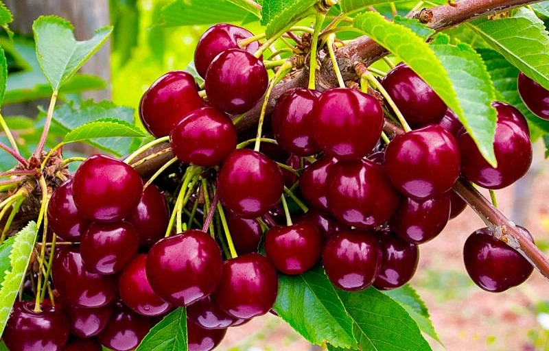 Овстуженка на Пулков Сад