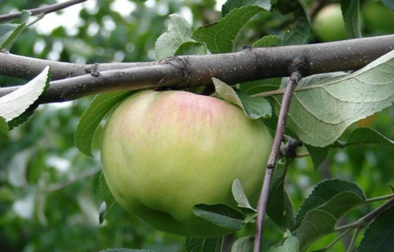 Богатырь на Пулков Сад