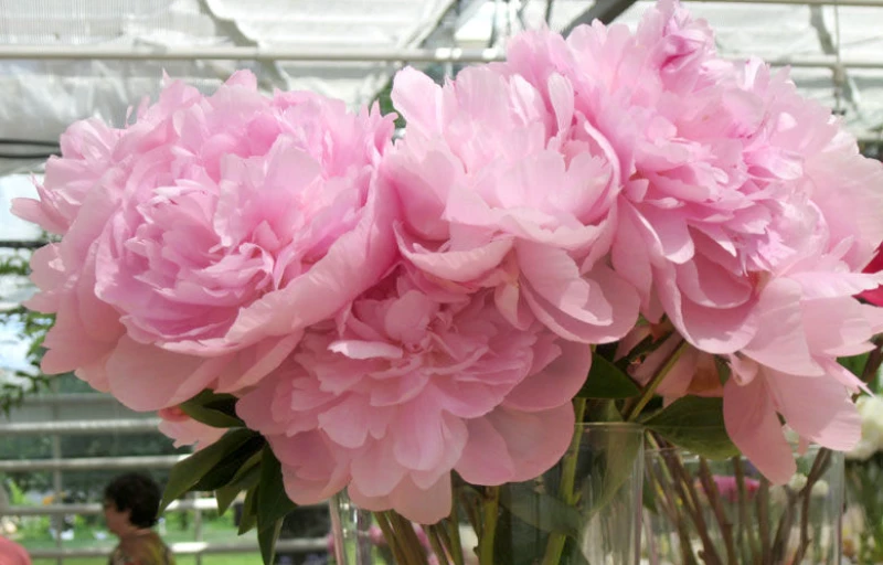 La Perle на Пулков Сад