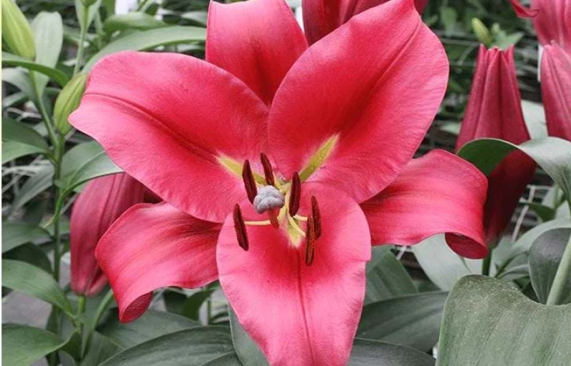 Carbonero на Пулков Сад