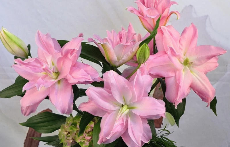 Roselily Editha на Пулков Сад