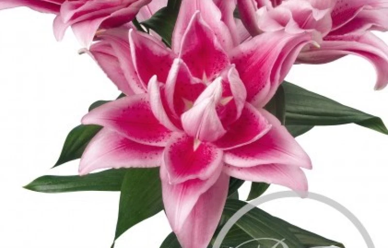 R. Jasmina на Пулков Сад