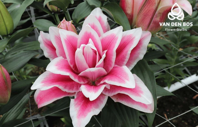 R. Olympia на Пулков Сад