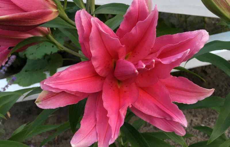 Roselily Elena на Пулков Сад