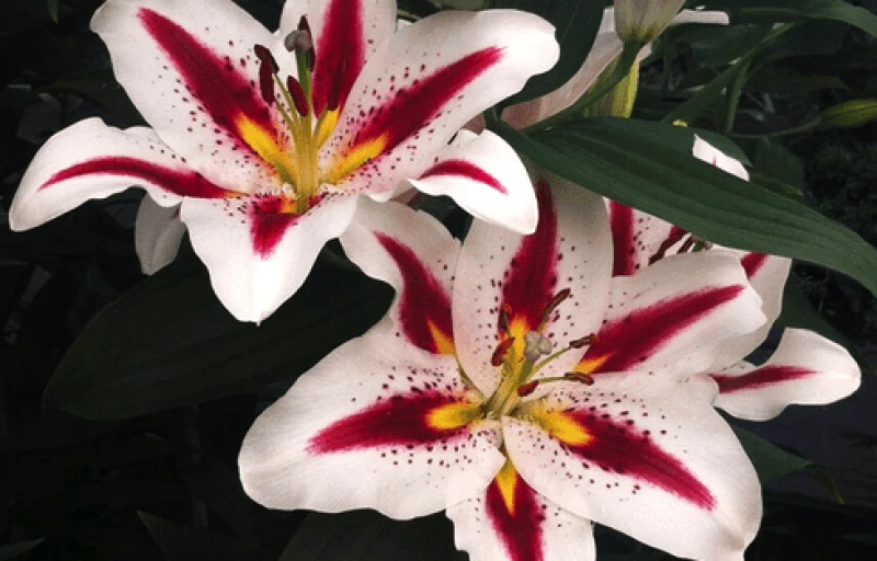 Big Smile на Пулков Сад