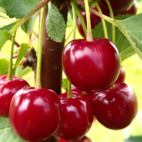 Апухтинская