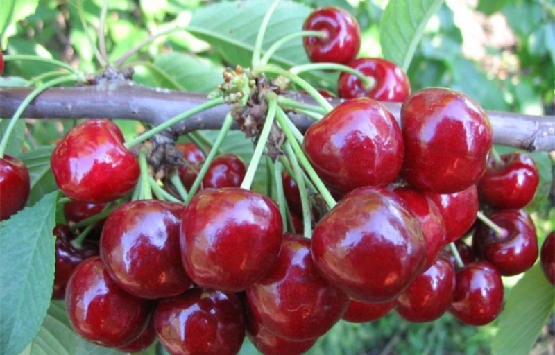 Десертная Морозовой на Пулков Сад