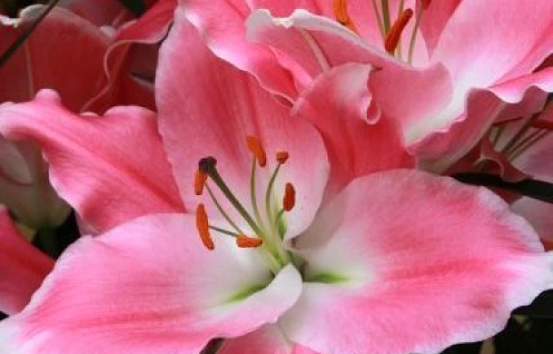 Queenfish на Пулков Сад