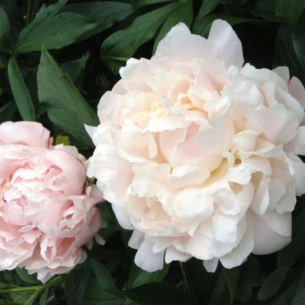 Памяти Академика Цицина