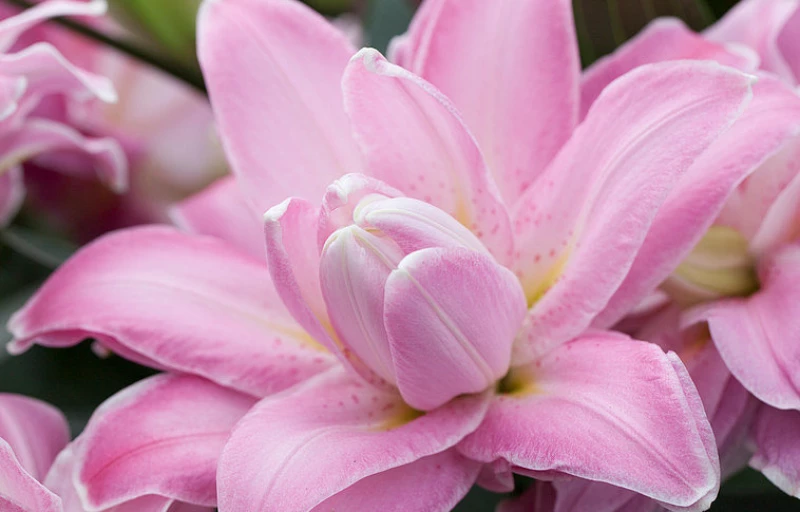 Accolade на Пулков Сад