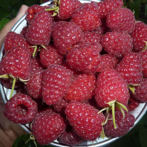 Бриллиантовая