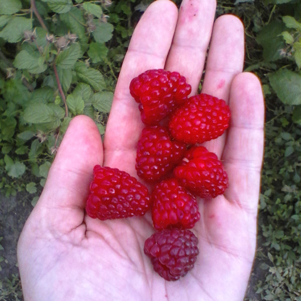 Красная гвардия