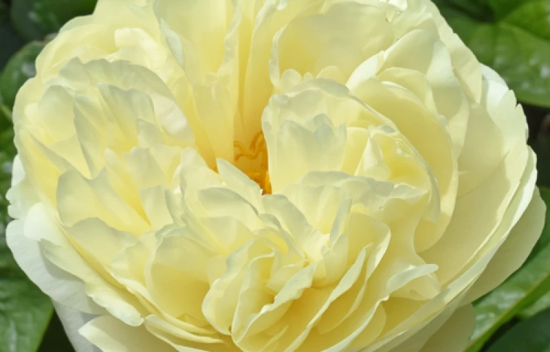 Melissa на Пулков Сад