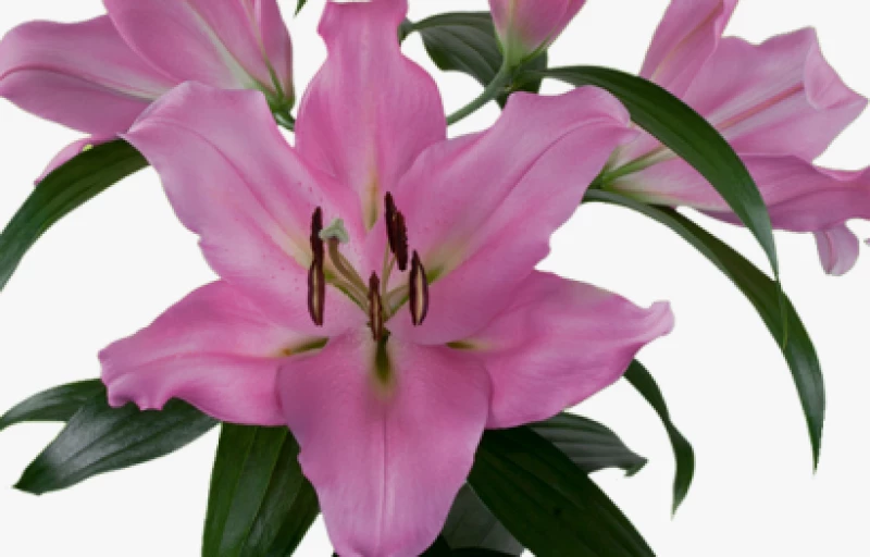 Bellamonte на Пулков Сад