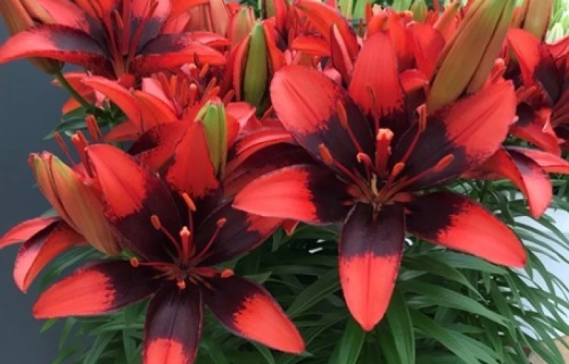 Tiny Ink на Пулков Сад