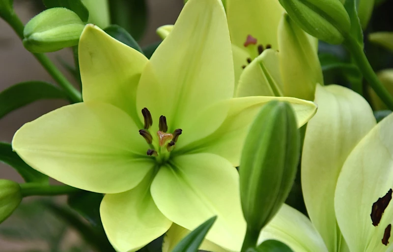 Trebbiano на Пулков Сад