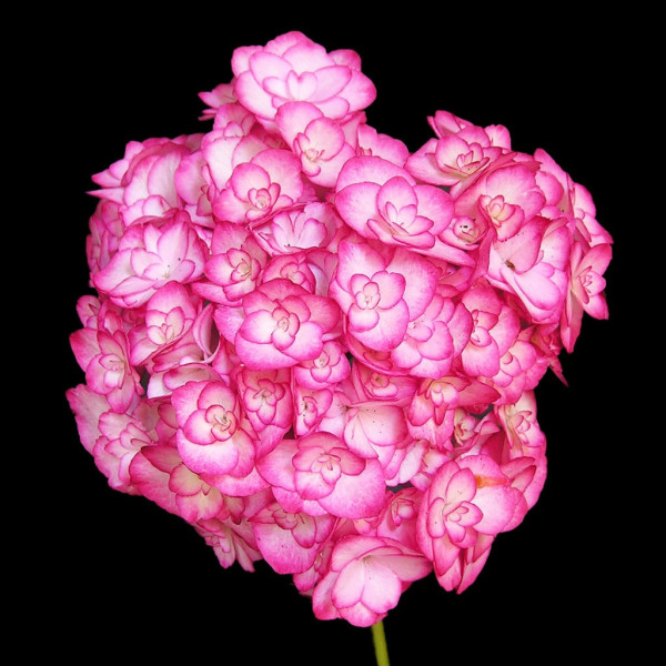 Miss Saori (You & Me)