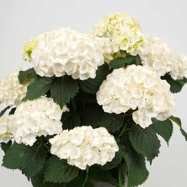 Chrystal Palace (Hi)