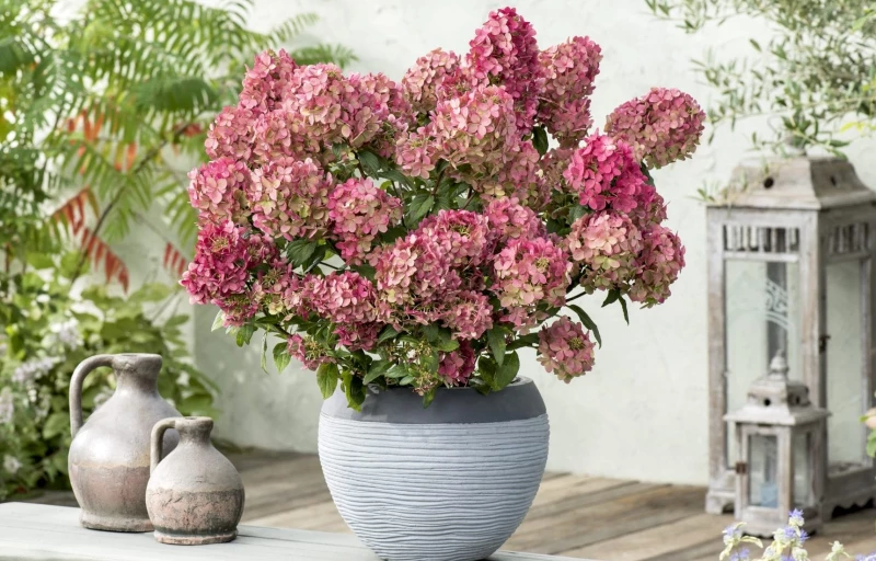 Petite Star на Пулков Сад