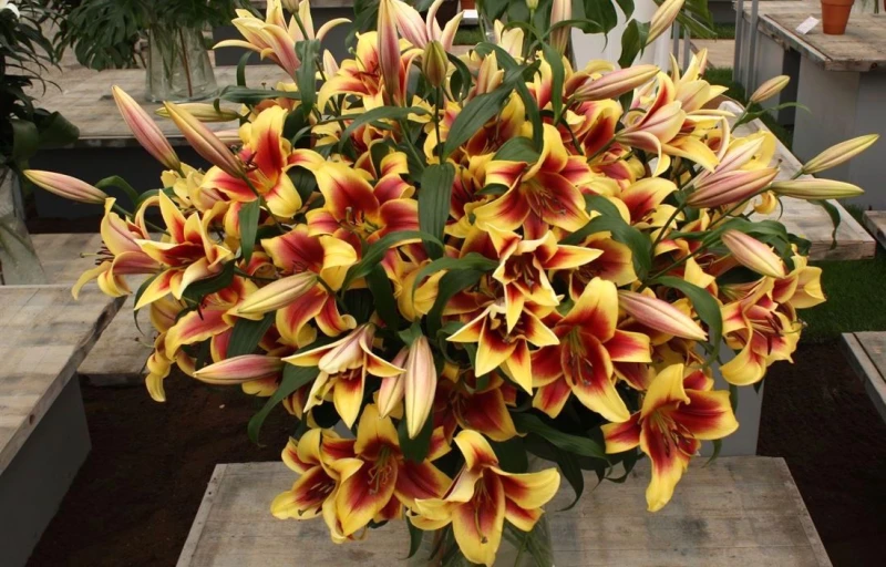 Flavia на Пулков Сад