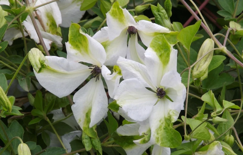 Alba Luxurians на Пулков Сад