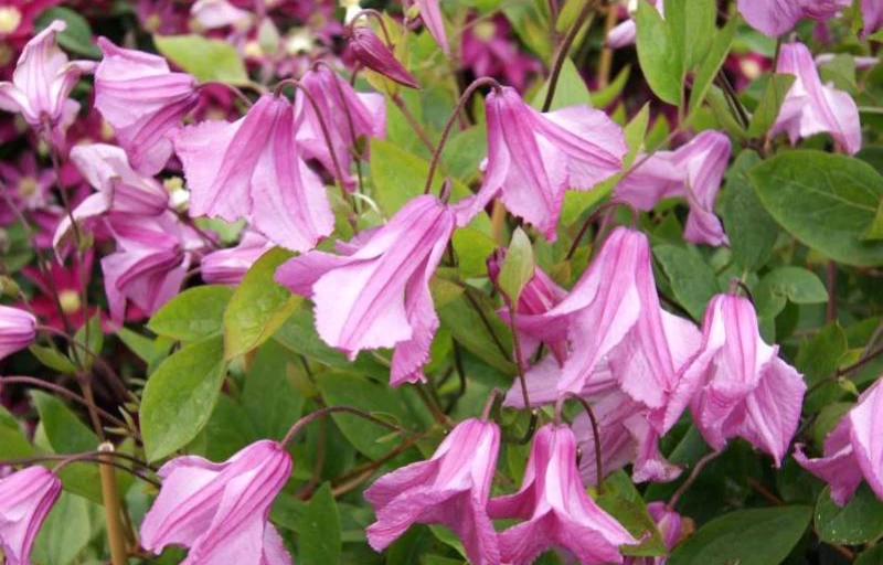 Aljonushka на Пулков Сад