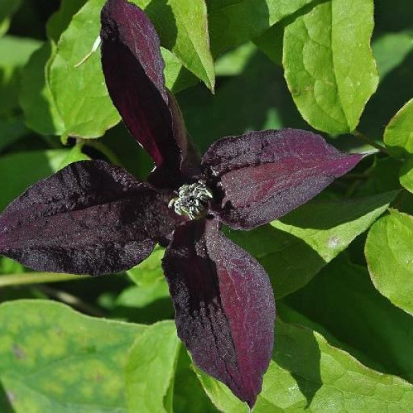 Black Prince