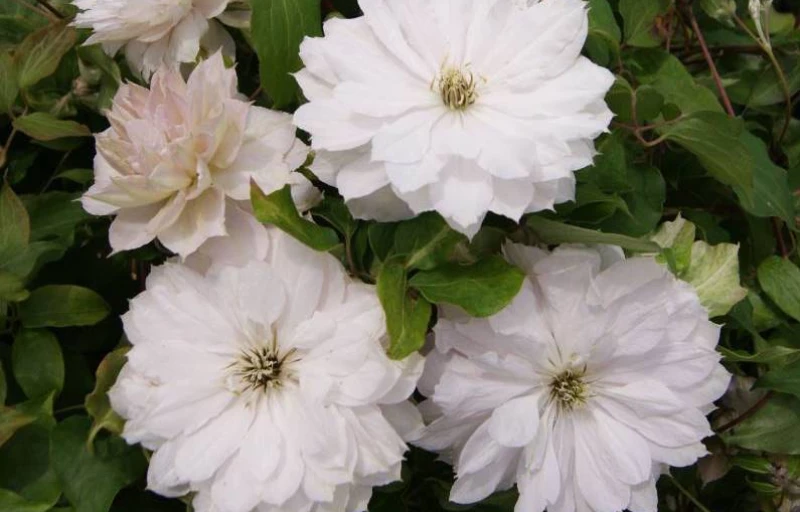 Dancing Dorien на Пулков Сад