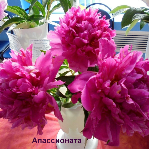 Апассионата