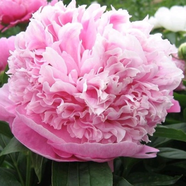 Розовый Исполин