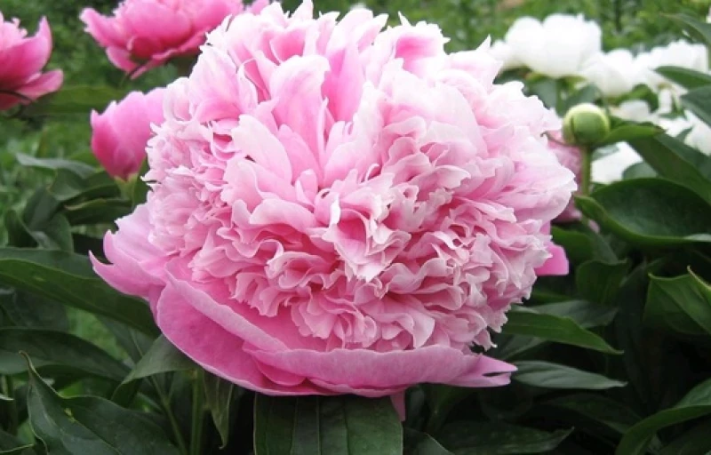 Розовый Исполин на Пулков Сад