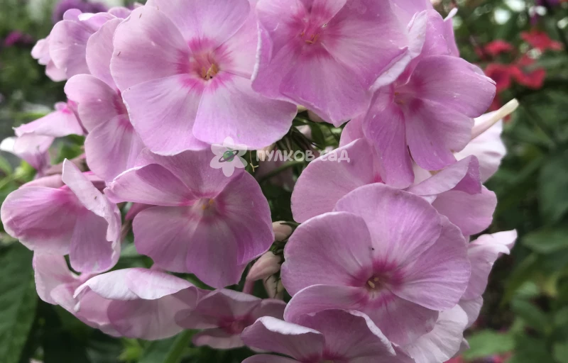 Крошечка - Хаврошечка на Пулков Сад