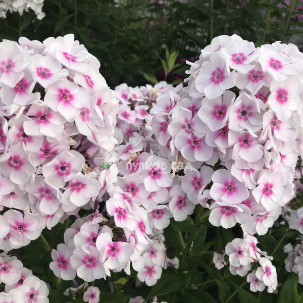 Волшебная флейта