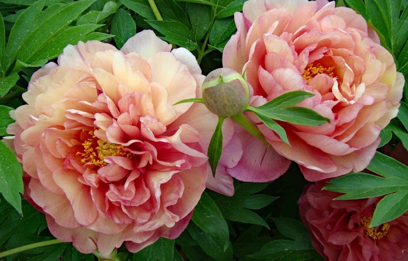 Magical Mystery Tour на Пулков Сад