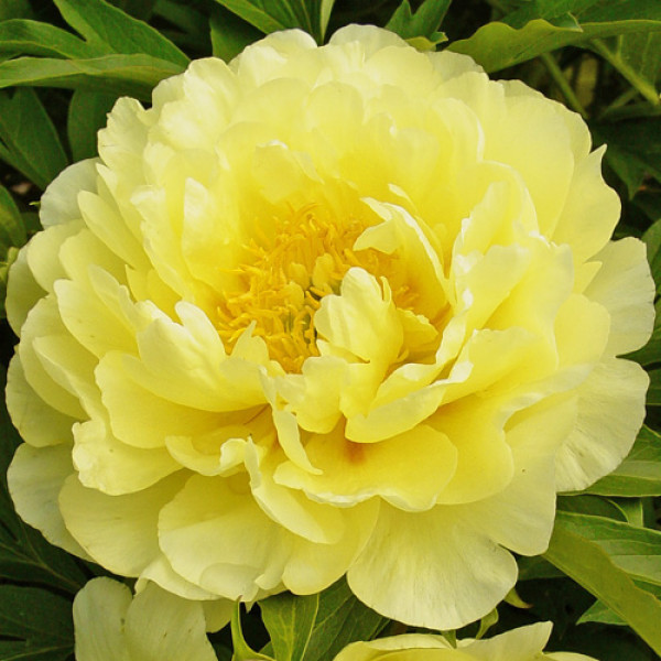 Smith Family Yellow