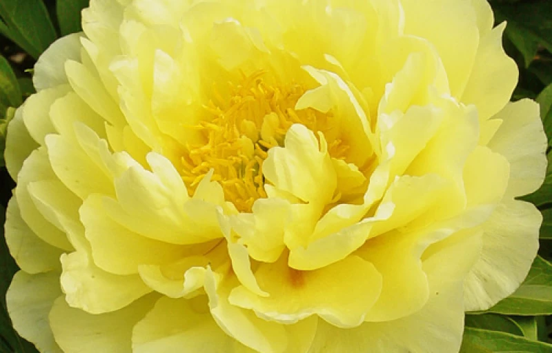 Smith Family Yellow на Пулков Сад