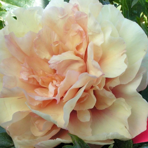 Soleil D'Ambre